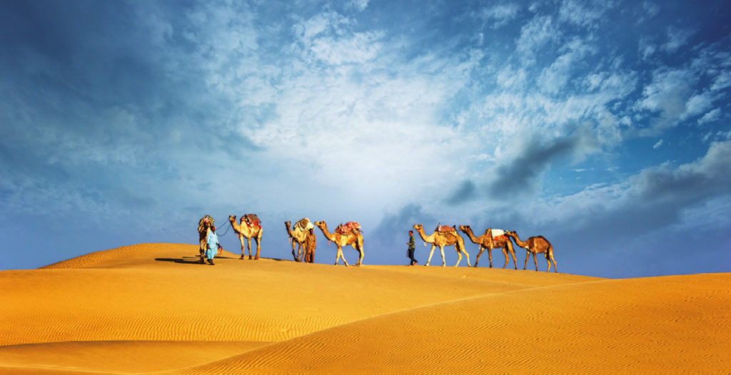 promenade en chameau dans le désert de Dubai