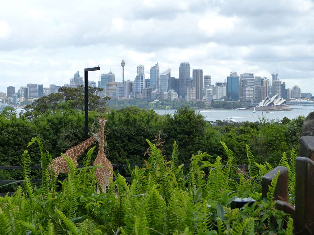 Que faire à Sydney ? Visiter le zoo de Taronga